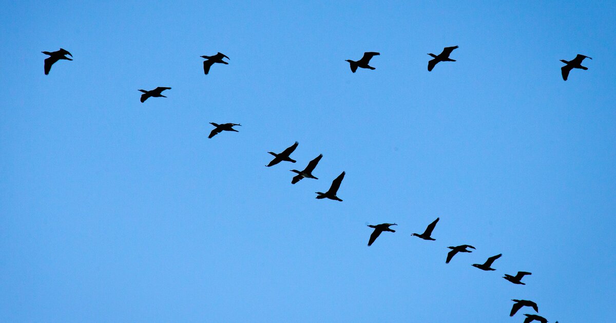 Птицы перелетают 2. Перелетные птицы. Птицы покидают города. Птицы Хабаровска. Ава Рико Тео перелетные птицы.