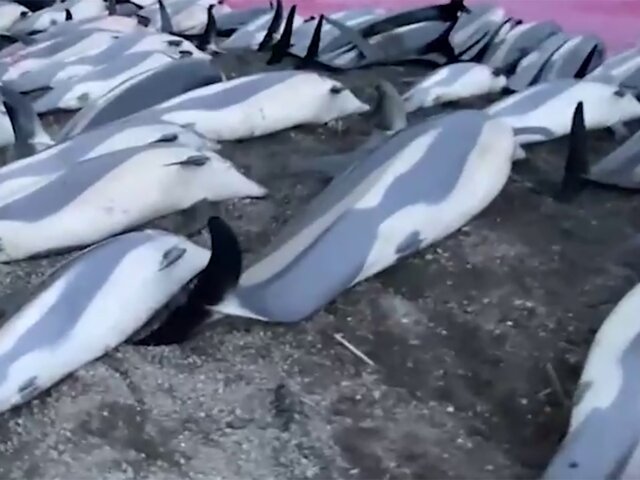 Эксперт назвала ошибкой убийство рекордного числа дельфинов на Фарерах