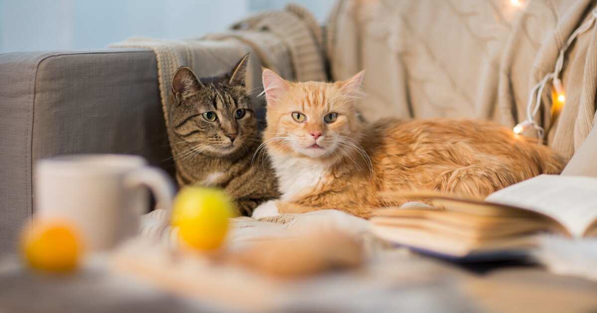 Канал кошка софа. Спящие коты в турции. Кот на диване. Cat the sofa обувь. Кот лежит на диване.