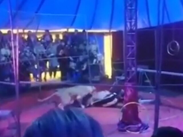 Львица в цирке-шапито под Новосибирском напала на дрессировщика
