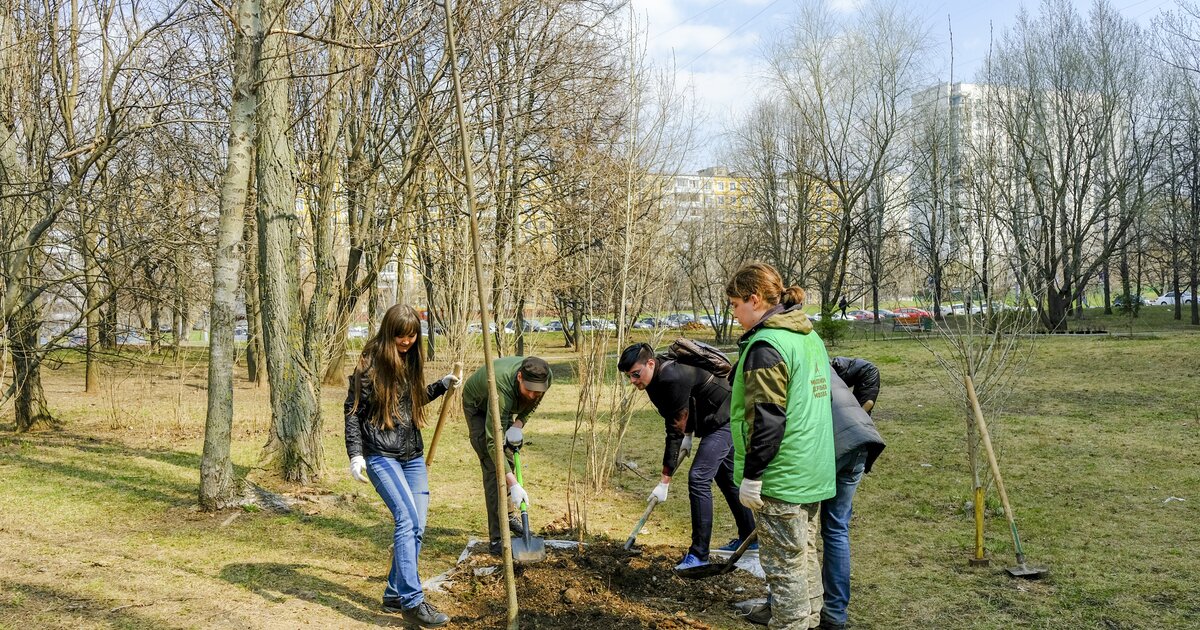 Дерево посажено в честь. Посадка деревьев в Москве. Посадка деревьев в парке. Посадка деревьев в сквере. Проект наше дерево.