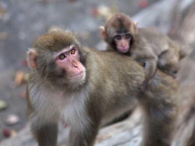 Более 20 обезьян сбежали из зоопарка в Германии