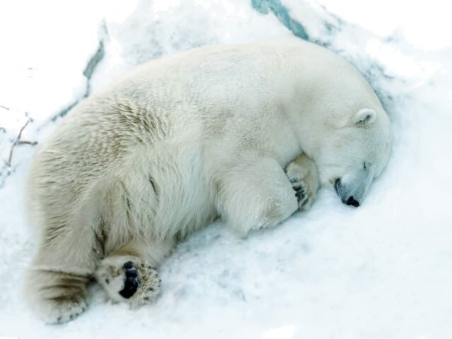 Белый медведь умер в зоопарке Екатеринбурга из-за брошенной в вольер игрушки