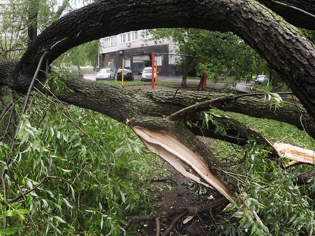 Шесть человек пострадали в Москве из-за последствий грозы и сильного ветра