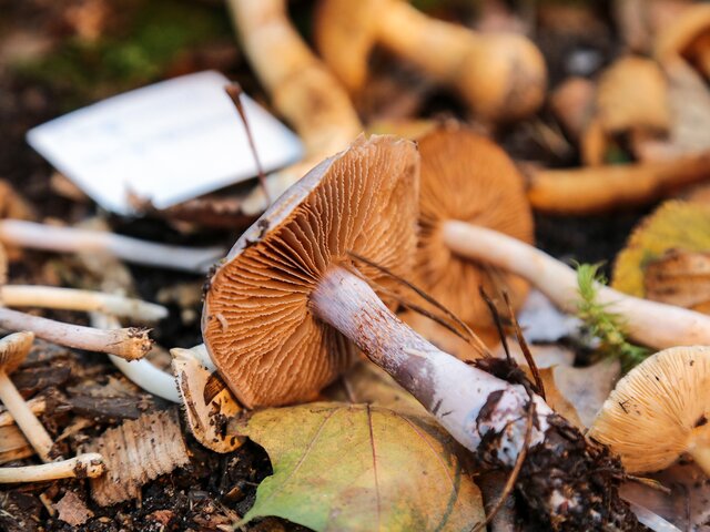 Токсиколог рассказал о порядке действий при отравлении грибами