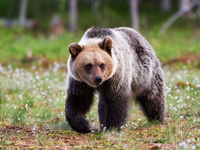 Медведь напал на мужчину в Сахалинской области