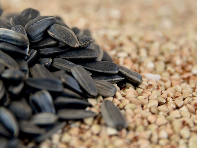 Семена в руке. Семечко врач. Растия. Семечко врач. Произрастает семя.