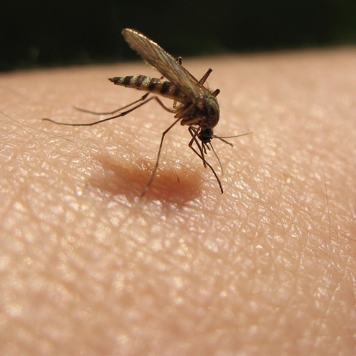 Малярия укусы комаров. Укус от малярийного комара. Кусает ли малярийный комар. Малярийный комар фото.
