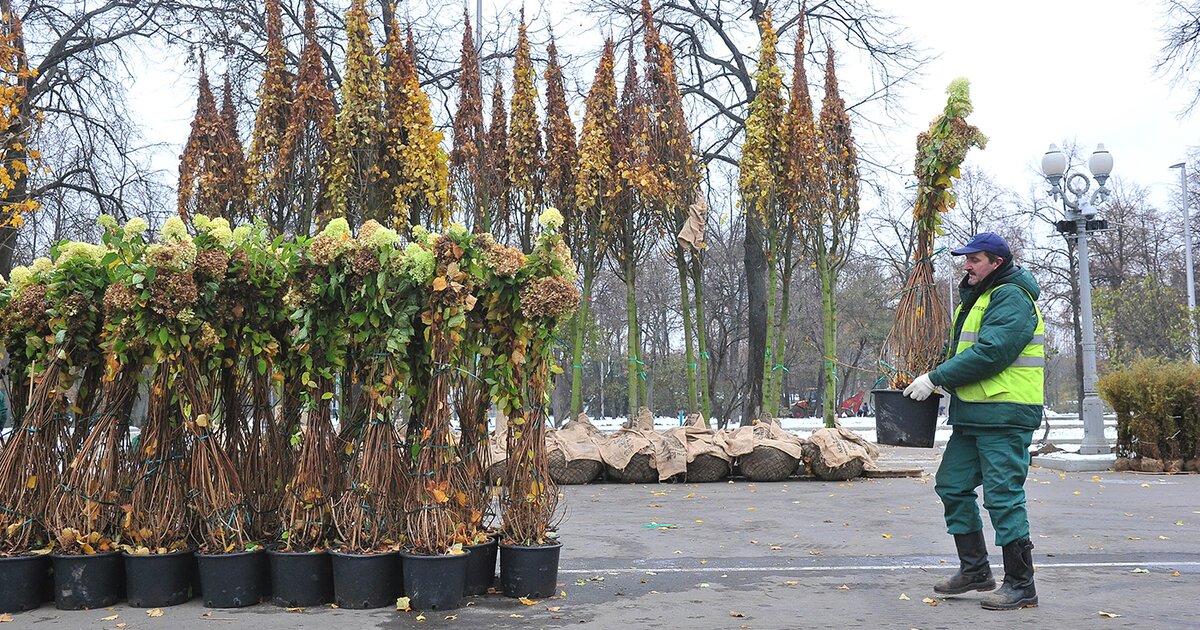 Деревья на садовом кольце. Сакура зацвела в москве. Клен дерево цветение. Конструкции для цветов уличные. Ботанический сад цицина сакура.