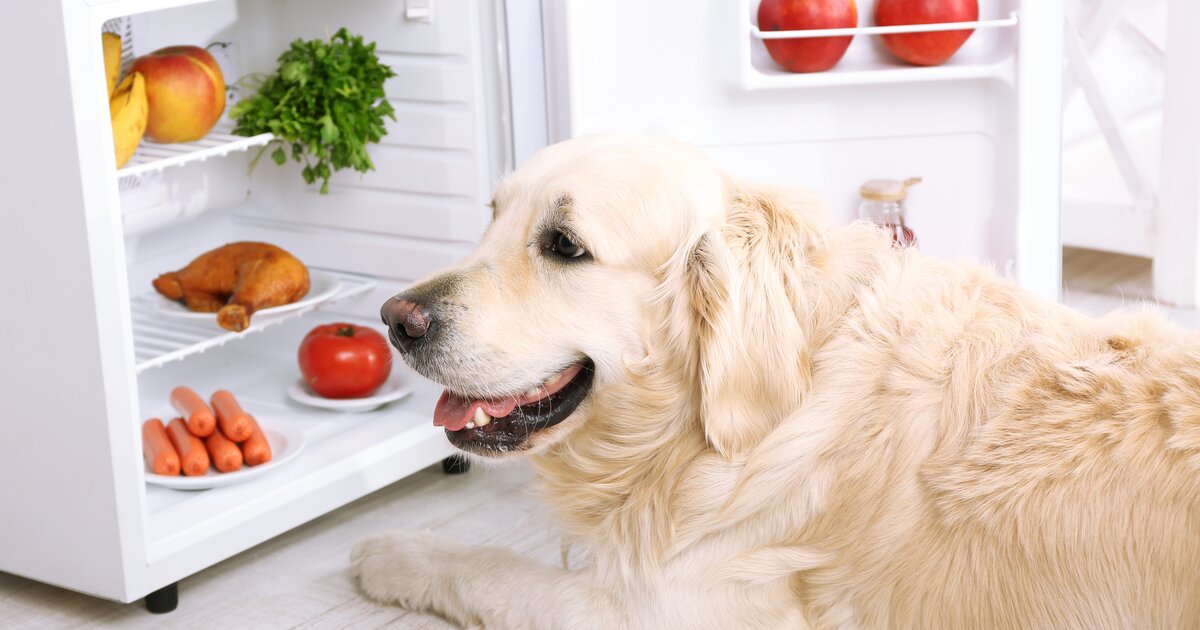 Можно с собаками в продуктовый магазин. Предметы для собак. Ретривер сидит около холодильника. Мотивация любопытства собаки при еде. Лабрадор помогите открыть холодильник.