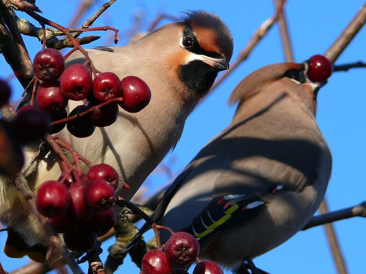 Птицы подмосковья зимующие птицы зимующие подмосковья. Птицы которые есть в москве. Лесные птицы подмосковья. Снегирь свиристель щур. В москву прилетели птицы.