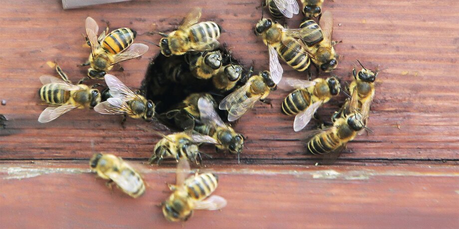 Кирпичи с отверстиями для гнездования пчел могут нанести больше вреда, чем пользы, считают эксперты