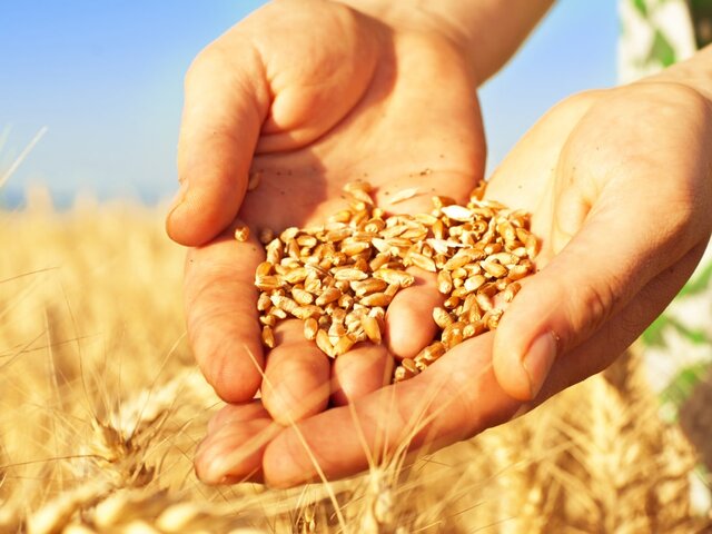 Путин заявил о рекордном урожае зерна в 2022 году
