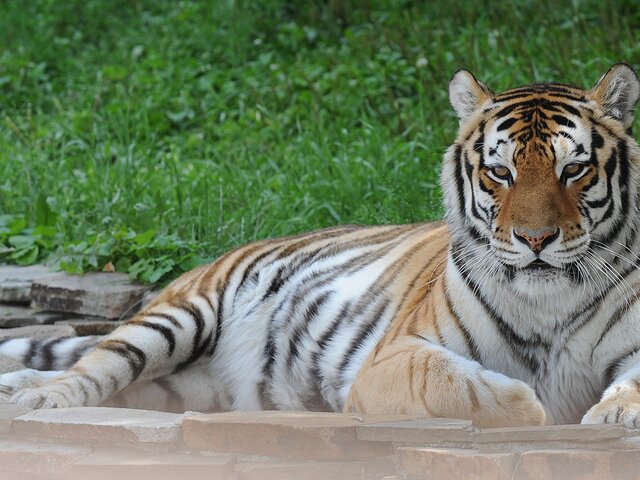 Московский зоопарк окажет помощь слепой тигрице из Саратова