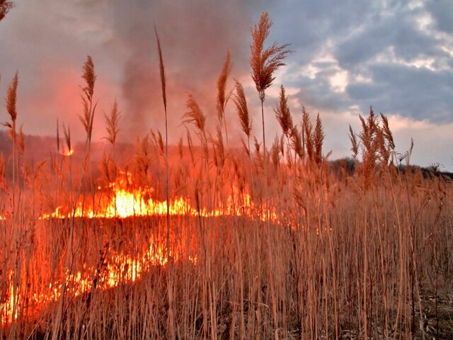 Площадь лесного пожара в Ростовской области выросла до 50 гектаров