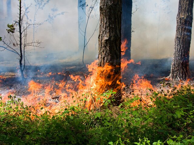 Площадь лесного пожара в Ростовской области увеличилась до 20 гектаров