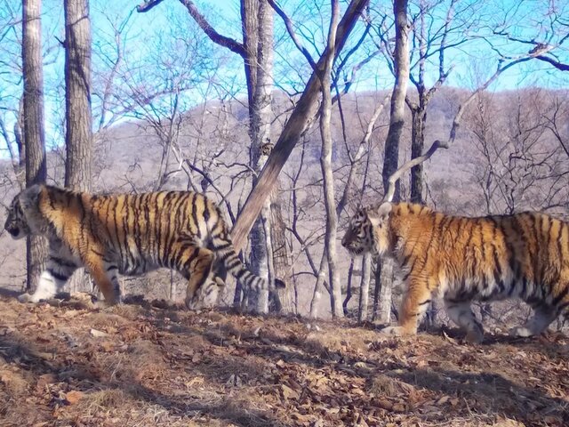Семейство с 5 амурскими тигрятами впервые в мире попало на видео в Приморском крае