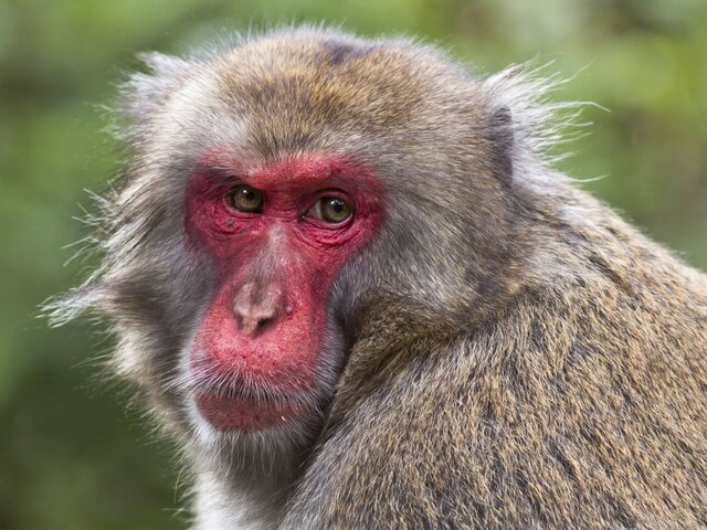 Случаи нападения диких обезьян на людей участились в Японии