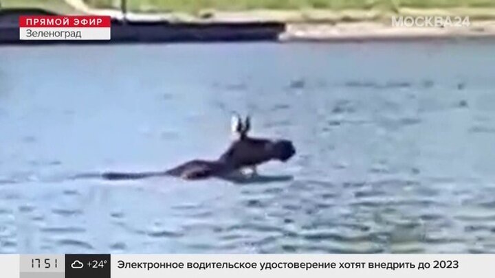 Лось зеленоградская. Лось плавает в Зеленограде. Лось на школьном озере в Зеленограде. Лоси в Москве.