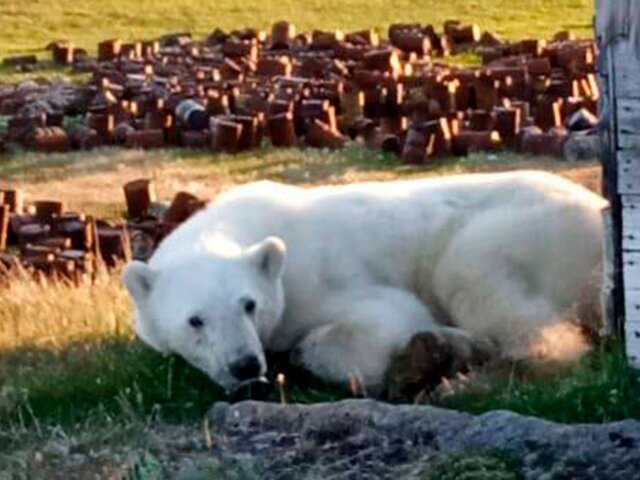 Местный житель рассказал о попытке спасения белого медведя в Красноярском крае