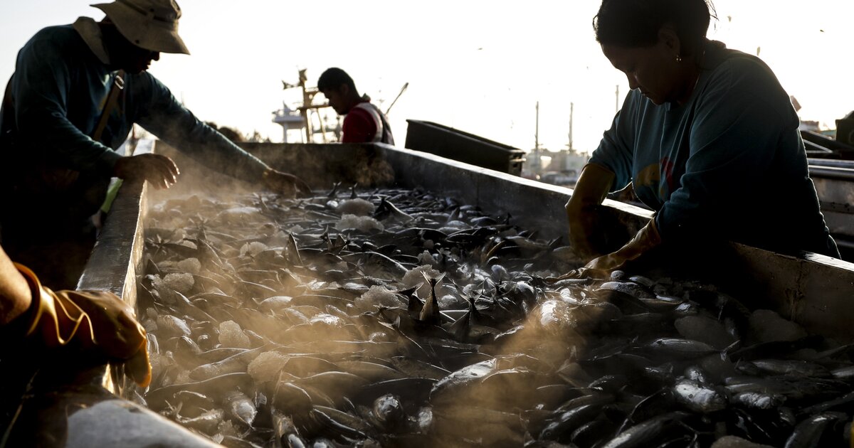 Рыбная промышленность дальнего востока. Рыболовство в японии. Рыба курильских островов. Рыба курильских островов. Рыболовство в японии.