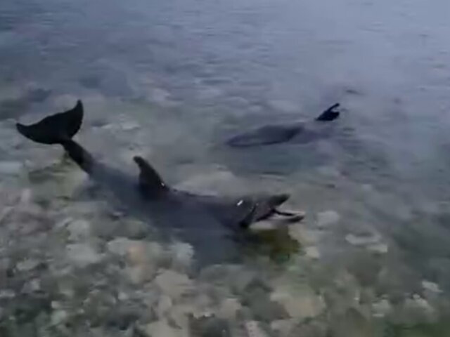 Выброшенных дельфинов из дельфинария в Севастополе пока не нашли – власти
