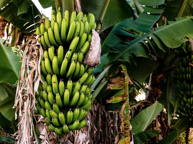 Диетолог назвала скрытую пользу бананов