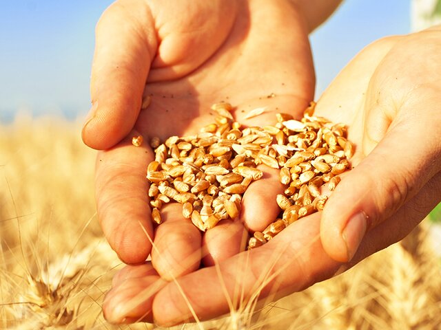 В России сочли полезными консультации с представителями ООН по зерновой сделке