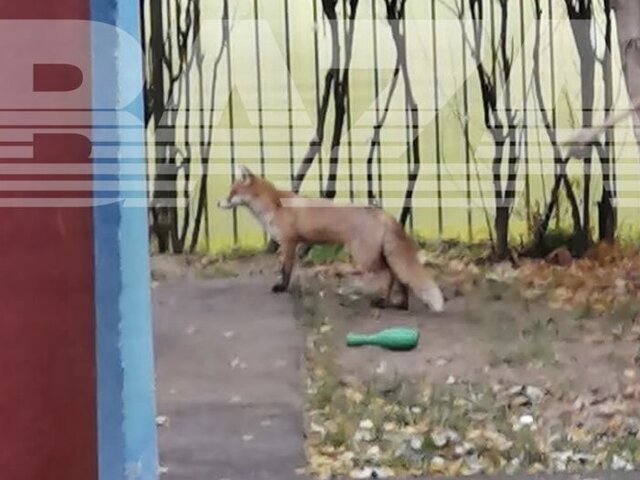 Специалисты расставят ловушки на территории столичного детсада, где видели лису