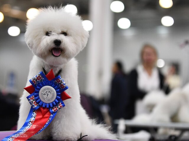 Москва онлайн покажет выставку 10 тысяч собак разных пород