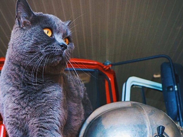 МЧС РФ сформировало первый кошачий отряд