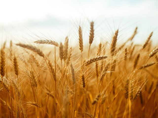 Зерновая сделка будет продлена с учетом требований России – СМИ
