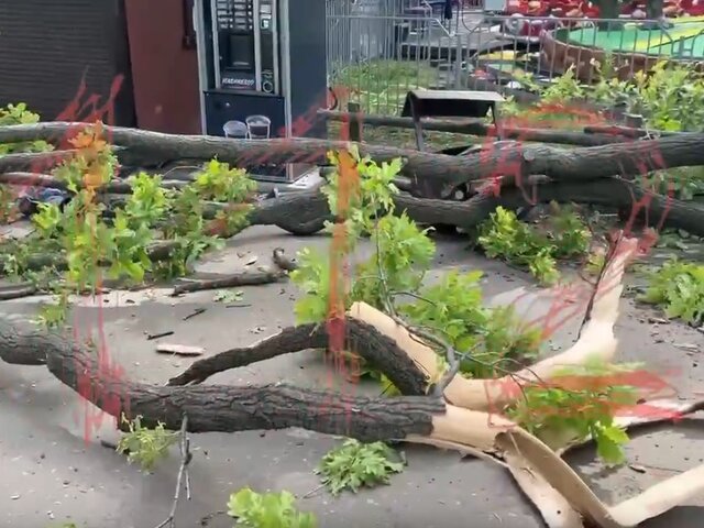 Женщина и ребенок погибли из-за упавшего дерева в Саратове