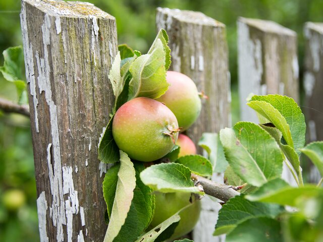 Юрист объяснил, когда сбор яблок с соседского дерева является кражей
