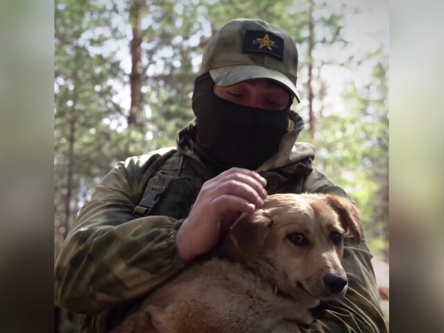 Собака помогла артиллеристам ВС РФ обнаружить технику ВСУ