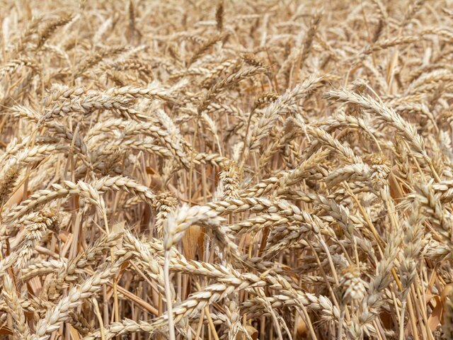 Меморандум РФ и ООН продолжит действовать при прекращении зерновой сделки – МИД