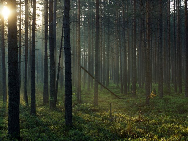 Посещение лесов ограничили в Подмосковье 16–19 июня