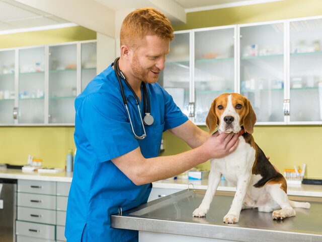 Совфед предложил ограничить ввоз импортных ветеринарных препаратов  – СМИ