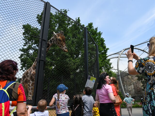 Старейший жираф Самсон вышел в уличный вольер Московского зоопарка