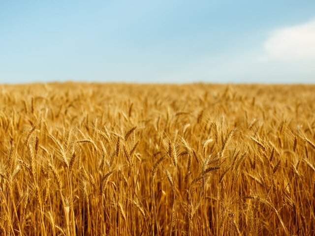 В МИД РФ заявили, что Россия не видит перспектив продления зерновой сделки
