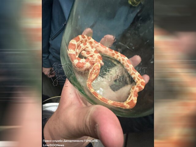 Спасатели поймали найденную в ванной москвички змею