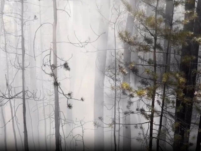 Площадь лесного пожара в Алтайском крае выросла до 5,2 тыс гектаров