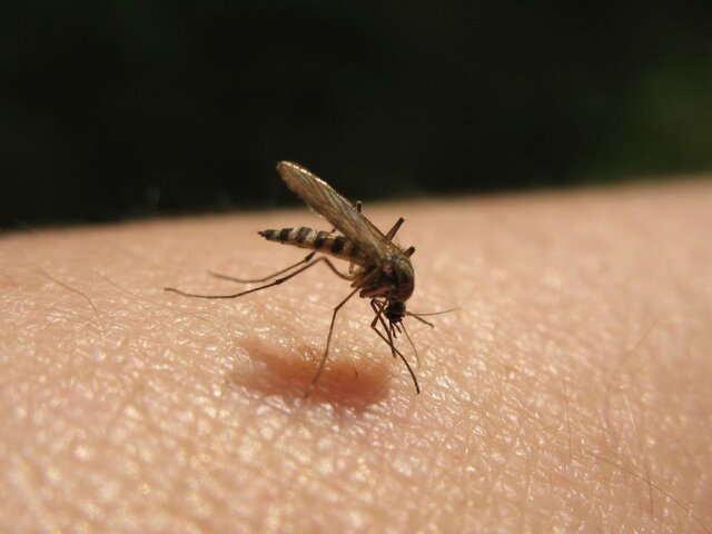 Синоптик сообщила, что комары в Москве не появятся до конца июня