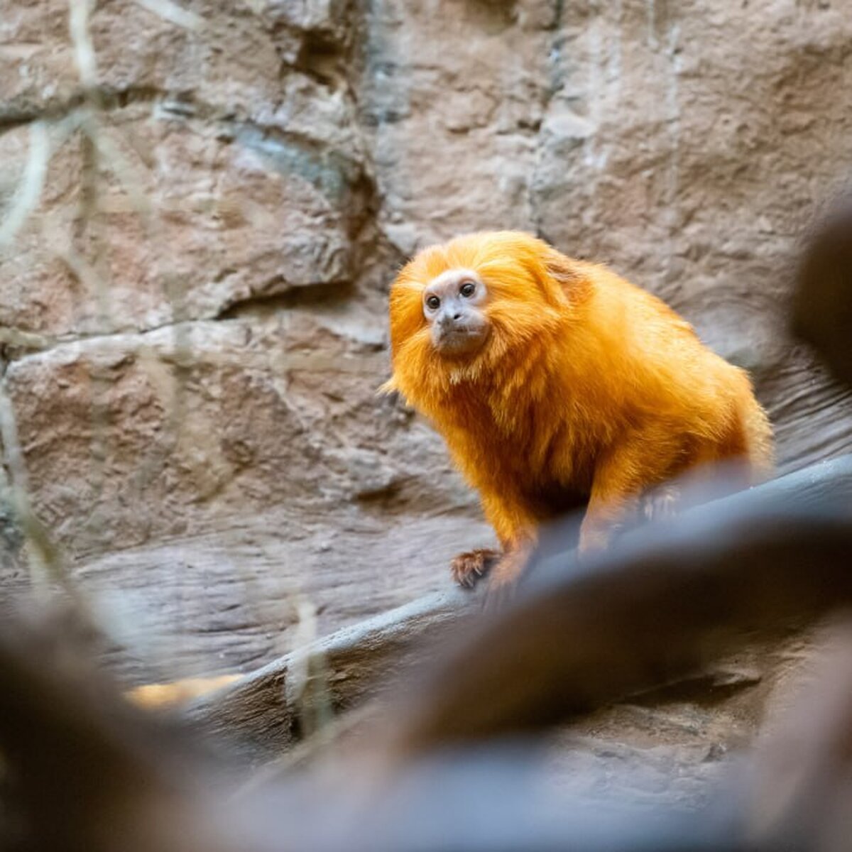В Московском зоопарке могут поселиться золотые обезьяны из Китая – Москва  24, 07.06.2023