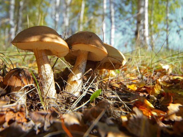 Эксперт назвал опасные места для сбора грибов