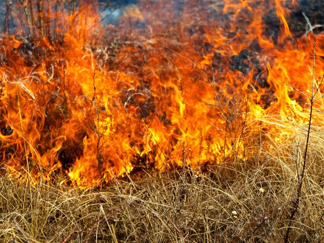 Возгорание сухой травы произошло в районе 89 километра МКАД в Подмосковье