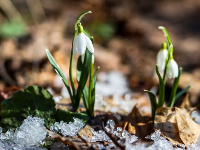 Специалисты Мосприроды рассказали, какие растения начнут цвести в Москве в марте