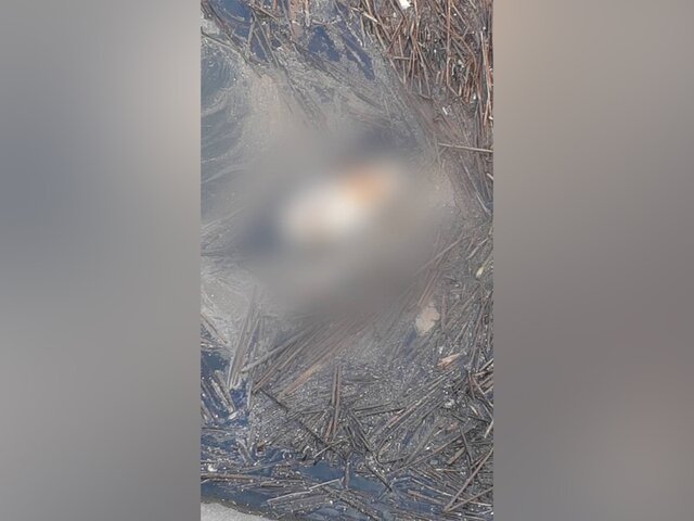 СК начал проверку по факту обнаружения пакета с фрагментом тела женщины в Москве-реке