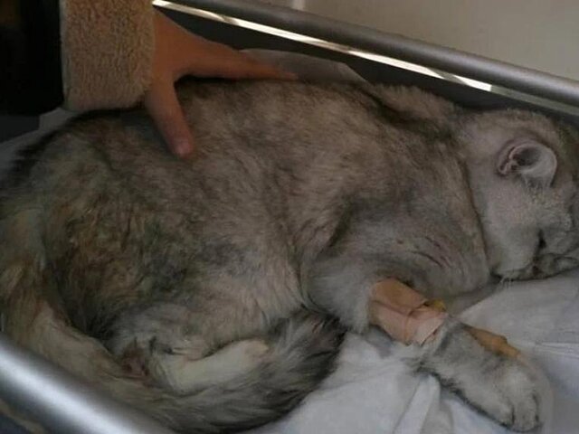 Живого кота нашли под завалами дома в Турции