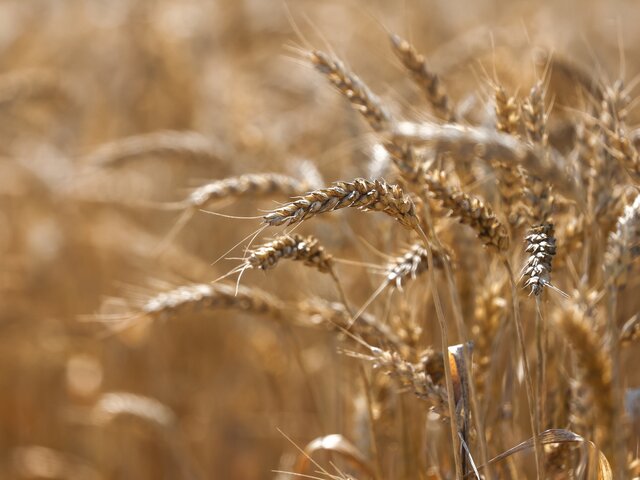 В МИД РФ заявили, что зерновая сделка обслуживает лишь коммерческий экспорт Киева
